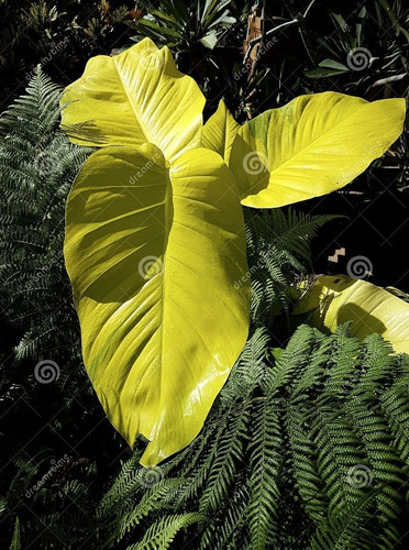 50 Semillas De Alocasia Amarillo(interiores)