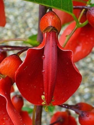 Ceibo Rojo-autoctono-flor Nacional Del Uruguay. | Cuotas sin interés Ceibo Rojo-autoctono-flor Nacional Del Uruguay. | Cuotas sin interés
