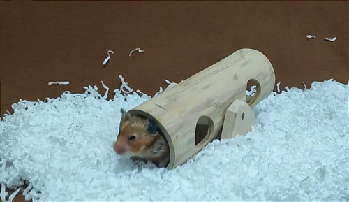 Sube Y Baja De Madera Para Hamsters Jerbos Roedores 