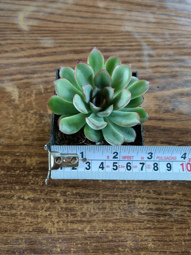 Echeveria Pulidonis 30 Pzas 3 Pulg. Envio Gratis