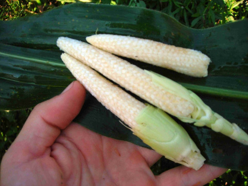 10 Semillas De Zea Maiz - Maiz Baby Corn Codigo 150