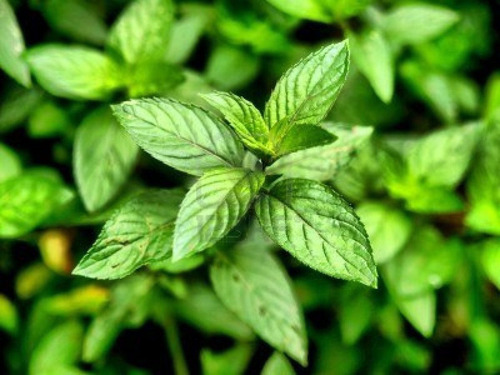 Menta 100 Gr, Erva Seca Para Chá