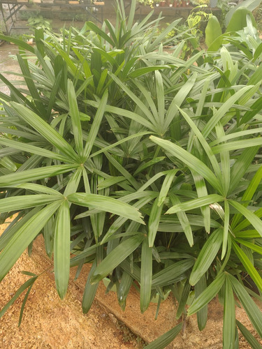 2 Palmeira Raphis
