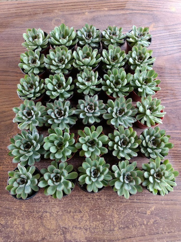 Echeveria Pulidonis 30 Pzas 3 Pulg. Envio Gratis