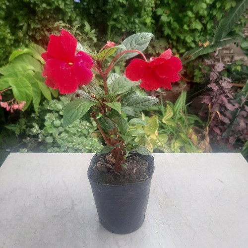 Imagen 2 de 6 de Planta Alegria Guineana Color Rojo Moron Raices Arcoiris