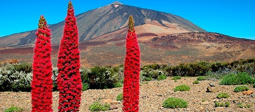 20 Semillas De Tajinaste Rojo O Torre Roja  !!!!!!!!!!!