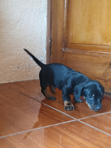 Cachorros Salchicha Hembras Y Machos, Entrega En Todas Las P