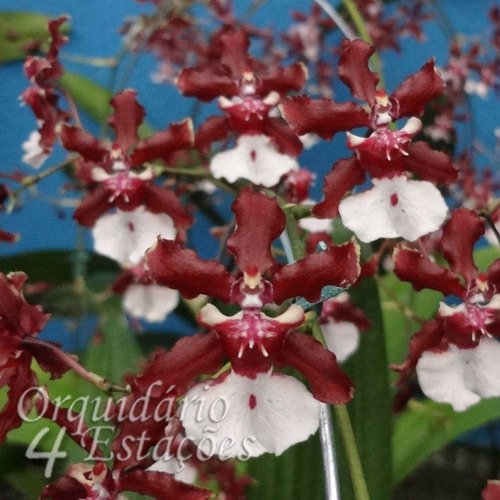 Orquídea Oncidium Sharry Baby - Cheiro De Chocolate | Parcelamento sem juros