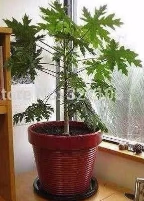 Mamão Anão Para Vasos - Fruta Frutas 50 Sementes Para Mudas