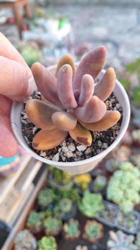 Graptopetalum Gansou