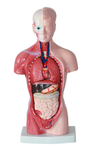 Modelo De Cuerpo De Torso Humano De 11 Pulgadas, Anatomía In