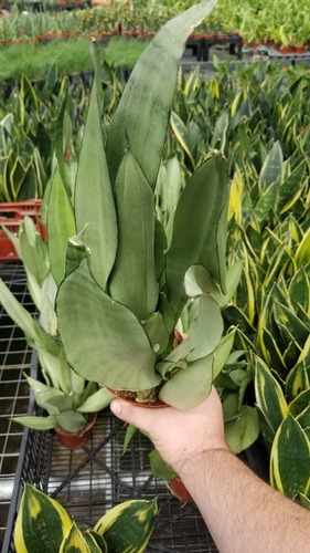 Sansevieria White Moon Fotos Reales