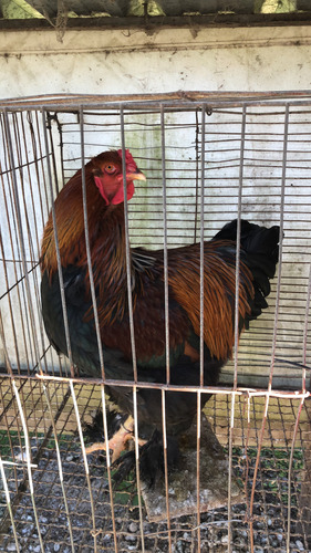 Brahma Perdiz Aperdizado (Usado)