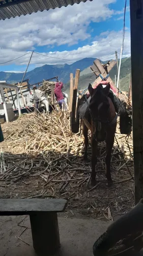 Vendo Finca Con Cultivo De Caña