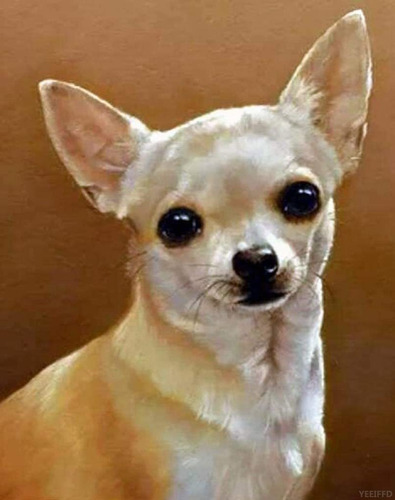 Kits Pintura Diamante 5d Numero Lindo Perro Chihuahua Punto