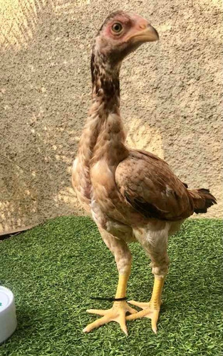Imagen 1 de 1 de Pollas Híbridas Shasil (shamo Por Aseel)