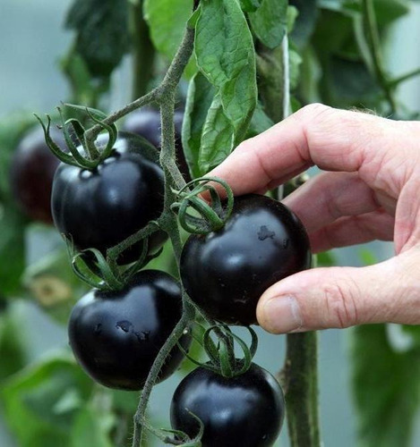 50 Sementes De Tomate Preto Black P/ Vasos E Jardins