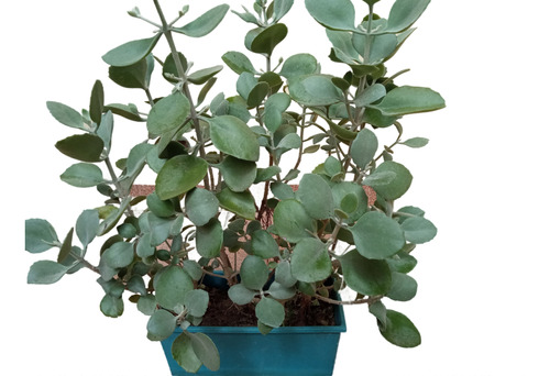 Planta Kalanchoe Pumila (gris)
