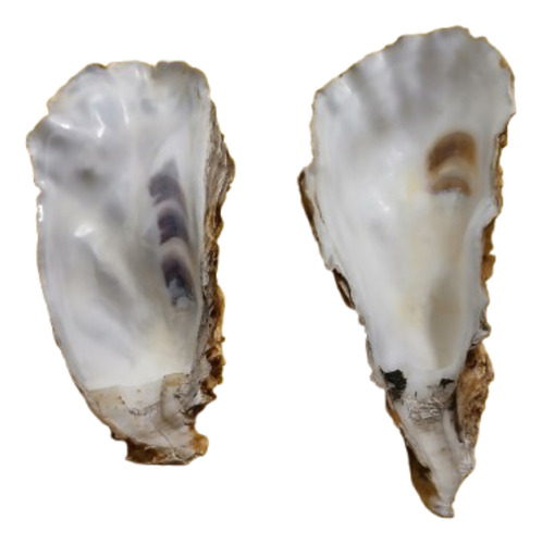 Concha De Ostra Natural Marrón (Usado)