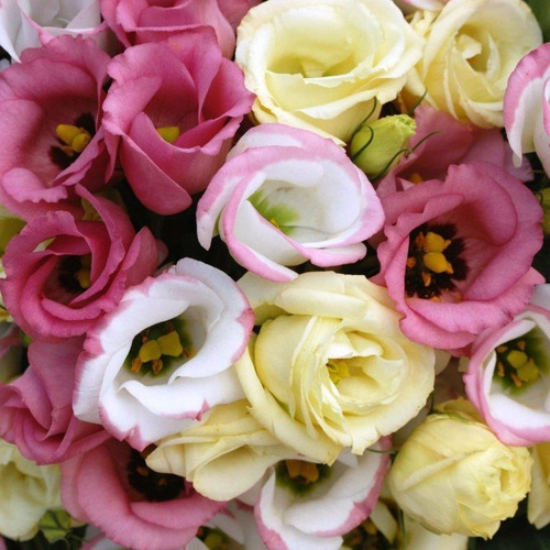 Oferta 50 Semillas De Lisianthus, Mix De Colores 