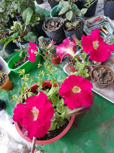 Imagen 4 de 6 de Petunia De Color Violeta, Varios Colores Rosa, Rayadas Etc.