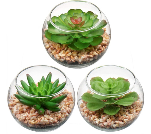Kit Plantas Suculentas Recuerdos Maceta De Vidrio Moderno
