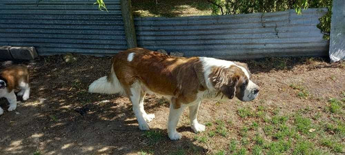 Imagen 2 de 4 de Cachorro San Bernardo