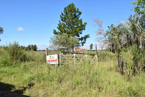 Imagen 2 de 12 de Campo De 50 Has En Zona De Osvaldo Magnasco