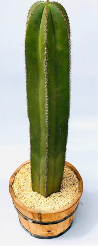 Cactus Organo 60cm Para Decorar En Interiores O Exteriores