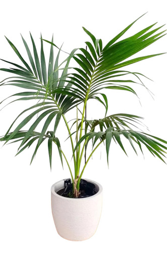 Palmera Kentia