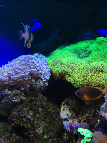 Cuadro 40x60cm Coral Mar Peces Agua Arrecife Acuario M4
