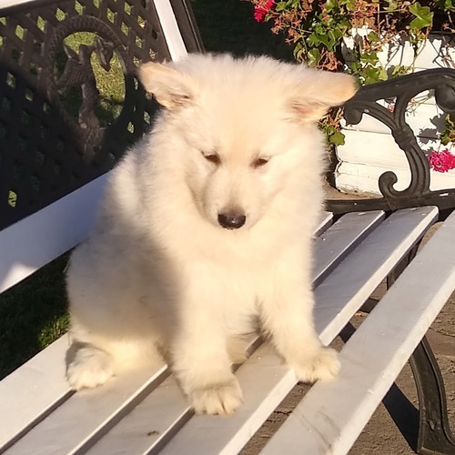 Cachorro Pastor Blanco Suizo, Inscritos 2 Disponibles 