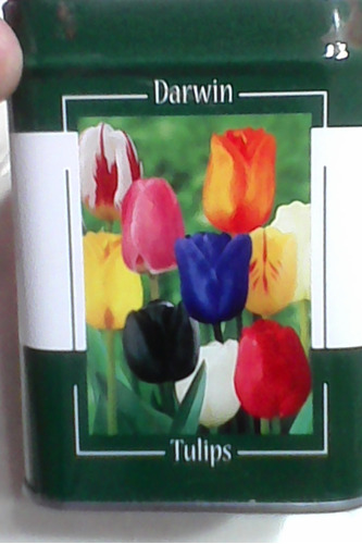 Amsterdam-diseño Tulipanes-bella Mini Latita-importa Sin-tap