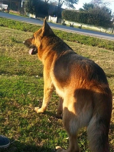 Líquido Con Vacunas Hermoso Cachorro 6000 Pastor Aleman 