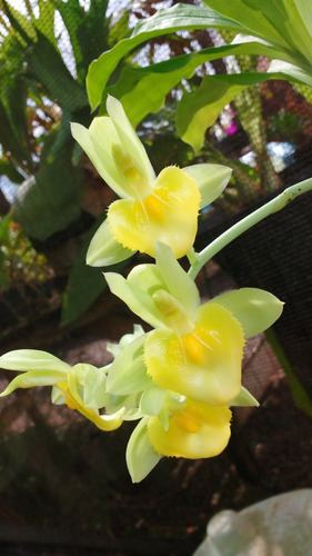 Orquídea Catasetum Spitzii Gold (amarelo)!!! | Frete grátis