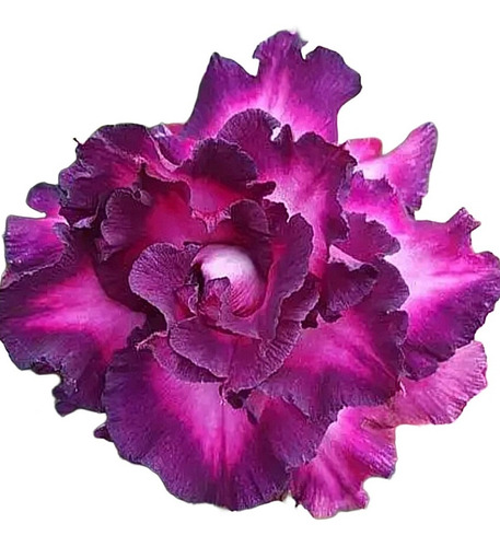 Rosa Do Deserto Exótic Purple Flor Tripla Roxa + Brinde
