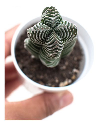 Crassula Buddha's Temple Suculenta Colección N° 6