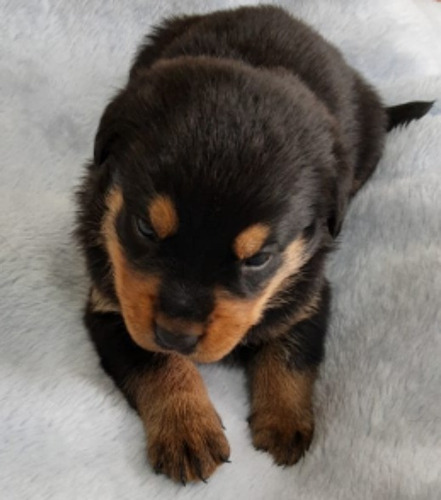 Filhotes De Rottweiler Macho