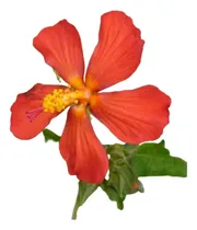 Comprar Pavonia Roja Misionera Missionum Planta Nativa Mariposas