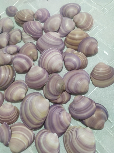 50 Almejas Purpura De La Costa Concha Marino Caracol Lote 6 (Usado)
