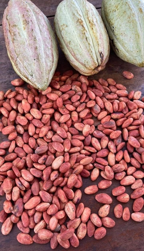 Cacao De Chiapas, Lavado Rojo.1 Kg.