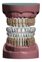 Comprar Modelos Dentales Realistas De Coronas Y Dies