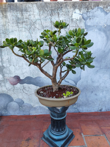 Bonsai Árbol De Jade
