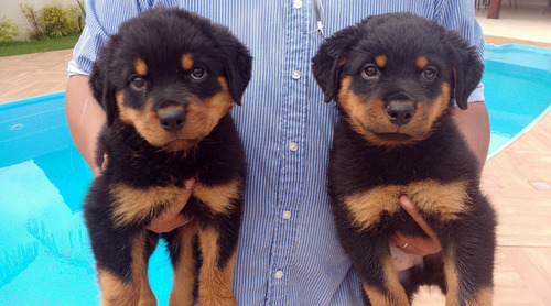 Rottweiler_ Alto Padrão _ Frete Grátis_ Ninhada 04.04.20