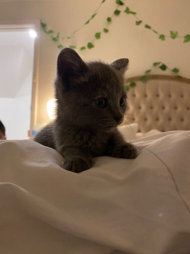 Hermosos Gatitos Azul Ruso+ Kit Sanitario De Regal
