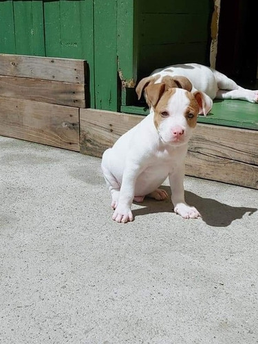 Filhotes De Pit Bull