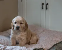 Comprar Cachorros Golden De Criadero Golden Retriever Argentina