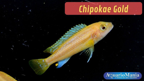 Pez Africano Melanochromis Chipokae Gold (agua Cálida)