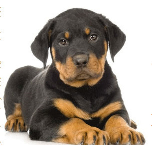 Cachorro Rottweiler 04