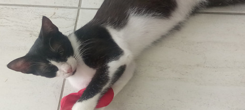 Gatita Esterilizada En Adopción